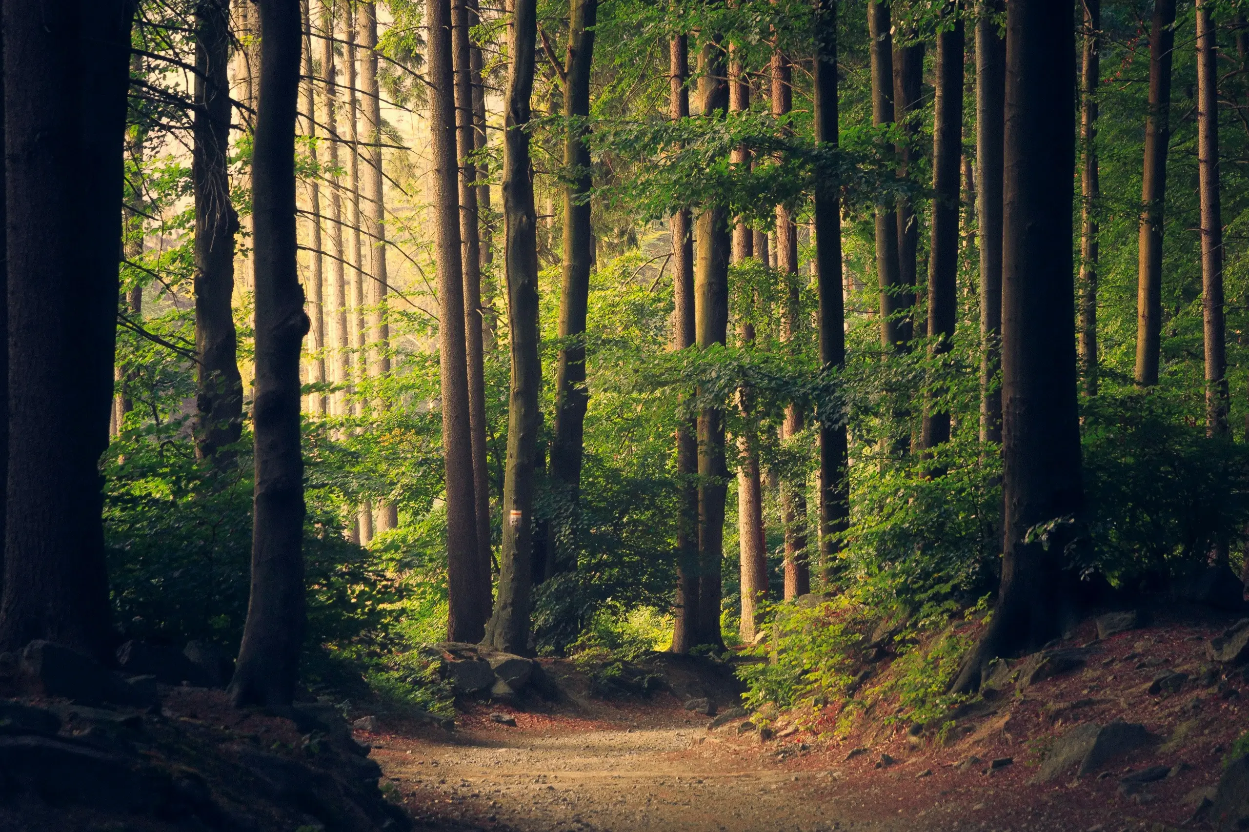image background